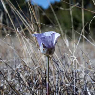 Calochortus ambiguus, photographed by Andrew Tree