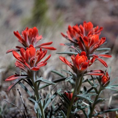 Castilleja lanata, photographed by Andrew Tree