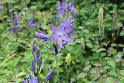 Camassia leichtlinii, photographed by Michelle Norcéide