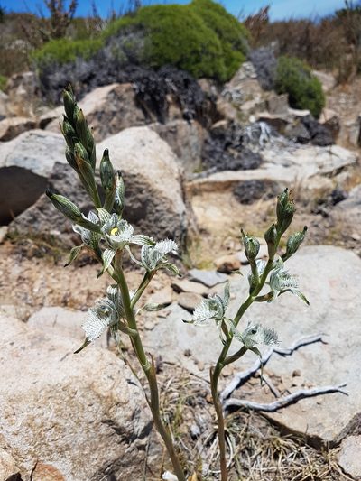 Chloraea prodigiosa, photographed by Javier Conejeros Gastó