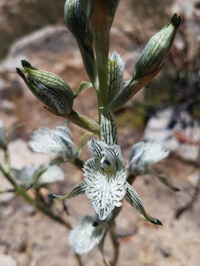 Chloraea prodigiosa, photographed by Javier Conejeros Gastó