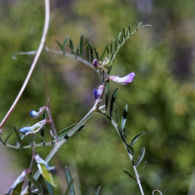 Vicia ludoviciana, photographed by Andrew Tree