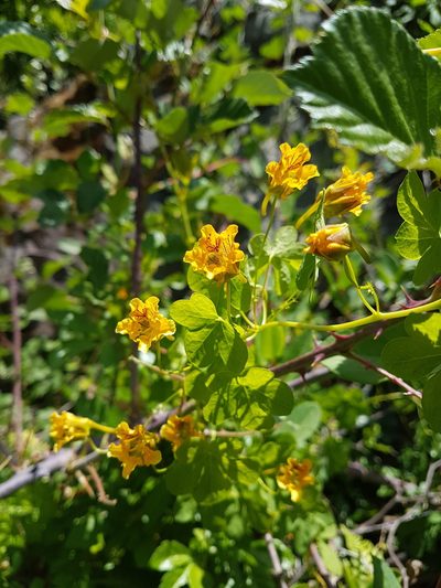 Tropaeolum ciliatum, photographed by Javier Conejeros Gastó