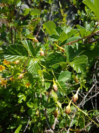 Tropaeolum ciliatum, photographed by Javier Conejeros Gastó
