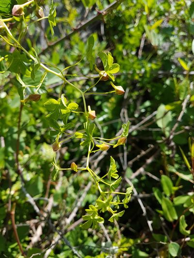 Tropaeolum ciliatum, photographed by Javier Conejeros Gastó