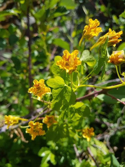 Tropaeolum ciliatum, photographed by Javier Conejeros Gastó