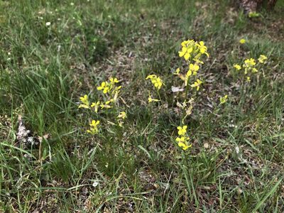 Erysimum crepidifolium, photographed by Pavel Kacl