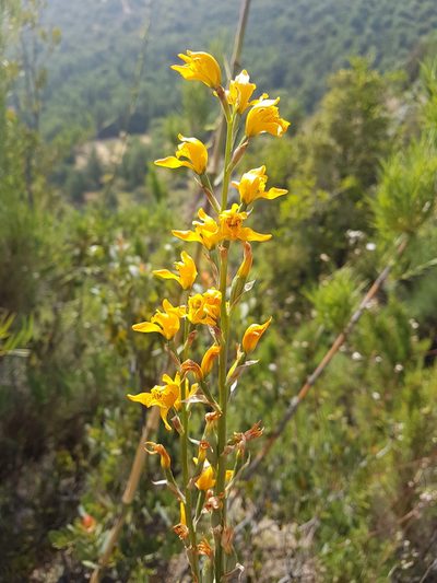 Chloraea chrysantha, photographed by Javier Conejeros Gastó