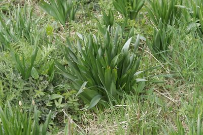 Colchicum autumnale, photographed by Björn Sothmann