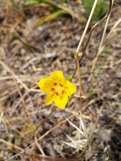 Scyphanthus elegans, photographed by Javier Conejeros Gastó