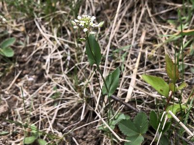 Microthlaspi perfoliatum, photographed by Pavel Kacl