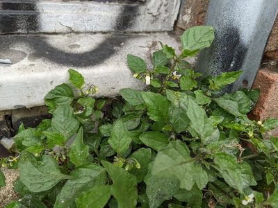 Solanum nigrum, photographed by Victor Heng