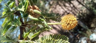 Vachellia farnesiana, photographed by Viacheslav Shalisko