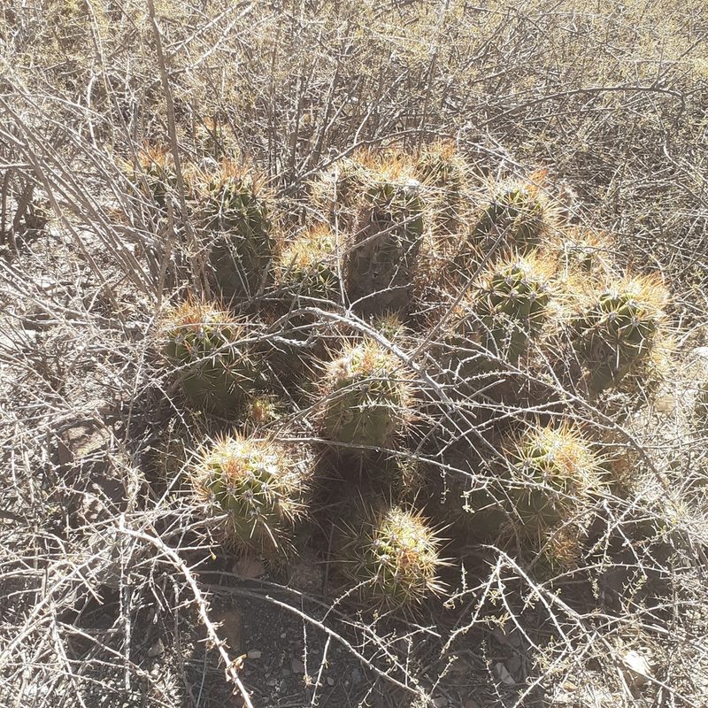 Soehrensia candicans, photographed by Benjamin Bender