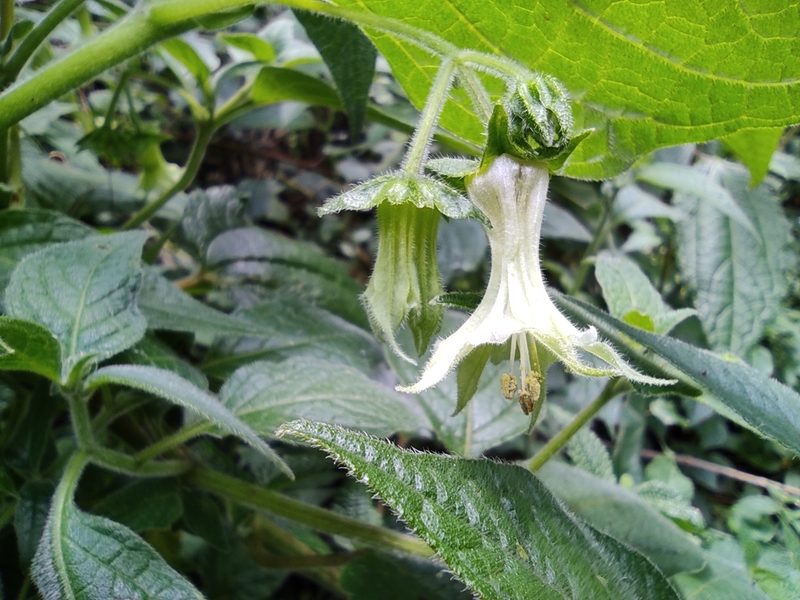 Jaltomata viridiflora, photographed by sandy-espinozaf
