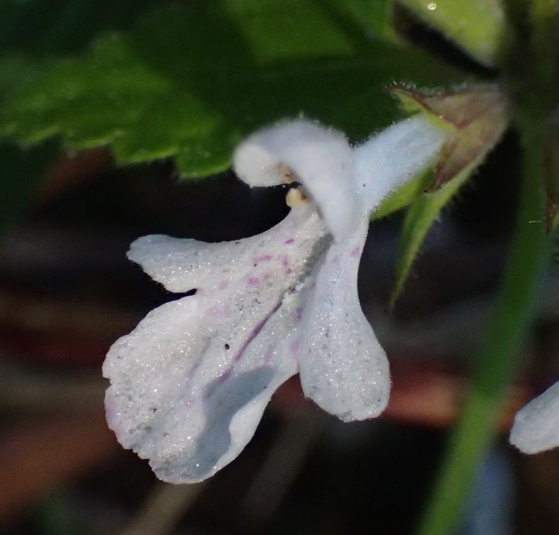 Stachys aethiopica, photographed by Nicola van Berkel
