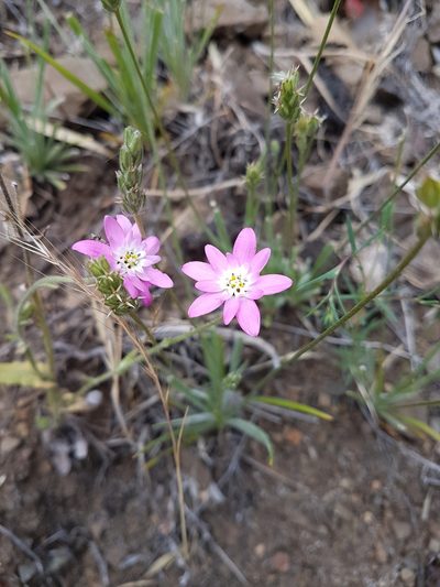 Leucheria glandulosa, photographed by Javier Conejeros Gastó