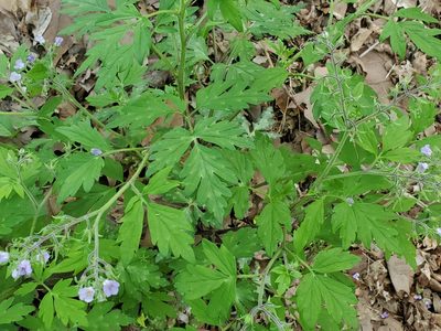 Phacelia bipinnatifida, photographed by Craig Martin
