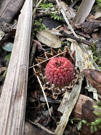 Langsdorffia hypogaea, photographed by Nicolás Baresch Uribe