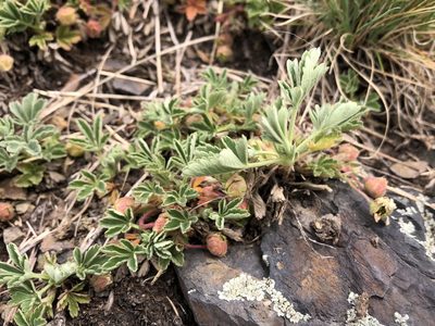 Potentilla incana, photographed by Pavel Kacl