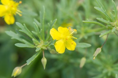 Scoparia montevidensis, photographed by Morten Ross