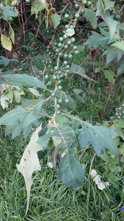 Solanum stellatiglandulosum, photographed by Juan Carlos Caicedo Hernández