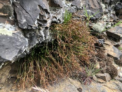 Asplenium septentrionale, photographed by Pavel Kacl