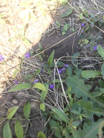 Oldenlandia affinis, photographed by Presha Soogrim