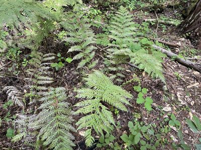 Woodwardia fimbriata, photographed by Jenny Ta