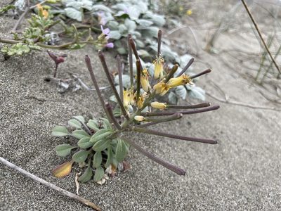 Erysimum menziesii, photographed by Jenny Ta