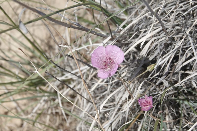 Calochortus striatus, photographed by Kimball Garrett