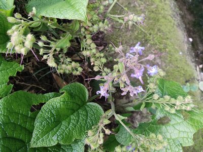 Trachystemon orientalis, photographed by Татьяна Максимова