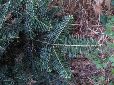Abies alba, photographed by J V