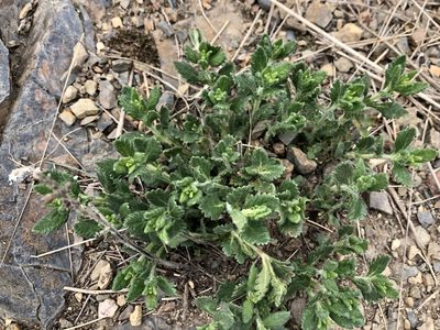 Teucrium chamaedrys, photographed by Pavel Kacl