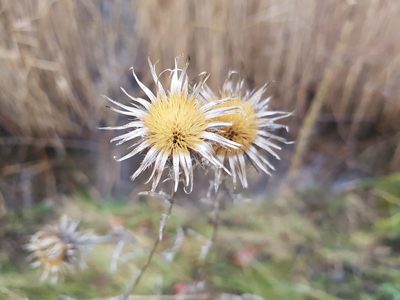 Carlina vulgaris, photographed by ahabo