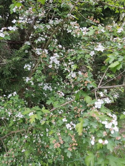 Crataegus microphylla, photographed by Татьяна Максимова