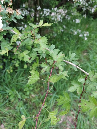 Crataegus microphylla, photographed by Татьяна Максимова