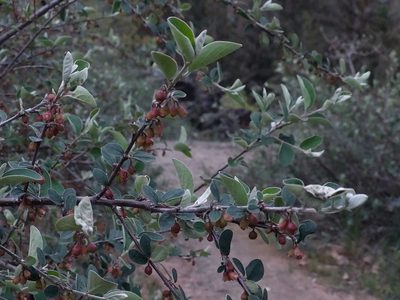 Cotoneaster integerrimus, photographed by J V