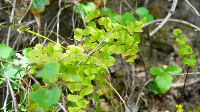 Adiantum jordanii, photographed by Michael Warner