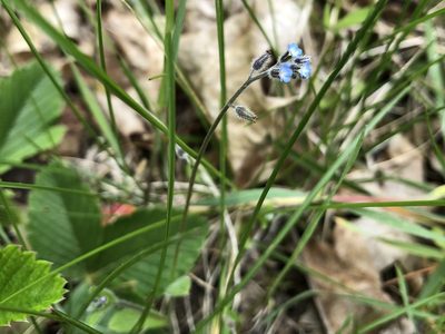 Myosotis ramosissima, photographed by Pavel Kacl