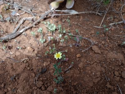 Tolpis barbata, photographed by Pablo MR