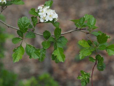 Crataegus laevigata, photographed by carnifex