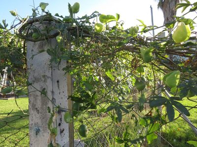 Passiflora caerulea, photographed by Ezequiel Vera