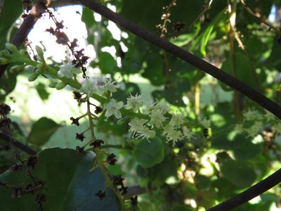Anredera cordifolia, photographed by Ezequiel Vera