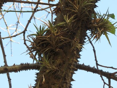 Tillandsia aeranthos, photographed by Ezequiel Vera
