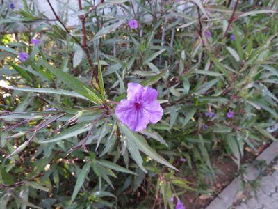 Ruellia simplex, photographed by Ezequiel Vera