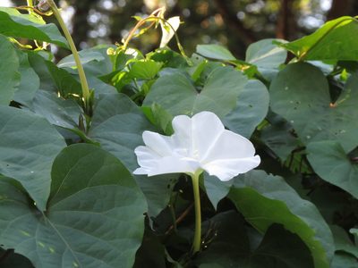 Ipomoea alba, photographed by Ezequiel Vera