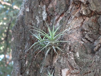 Tillandsia aeranthos, photographed by Ezequiel Vera