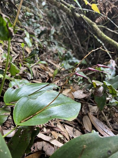 Pleurothallis phalangifera, photographed by Nicolás Baresch Uribe