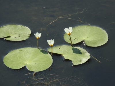 Nymphoides aquatica, photographed by Laura Gaudette